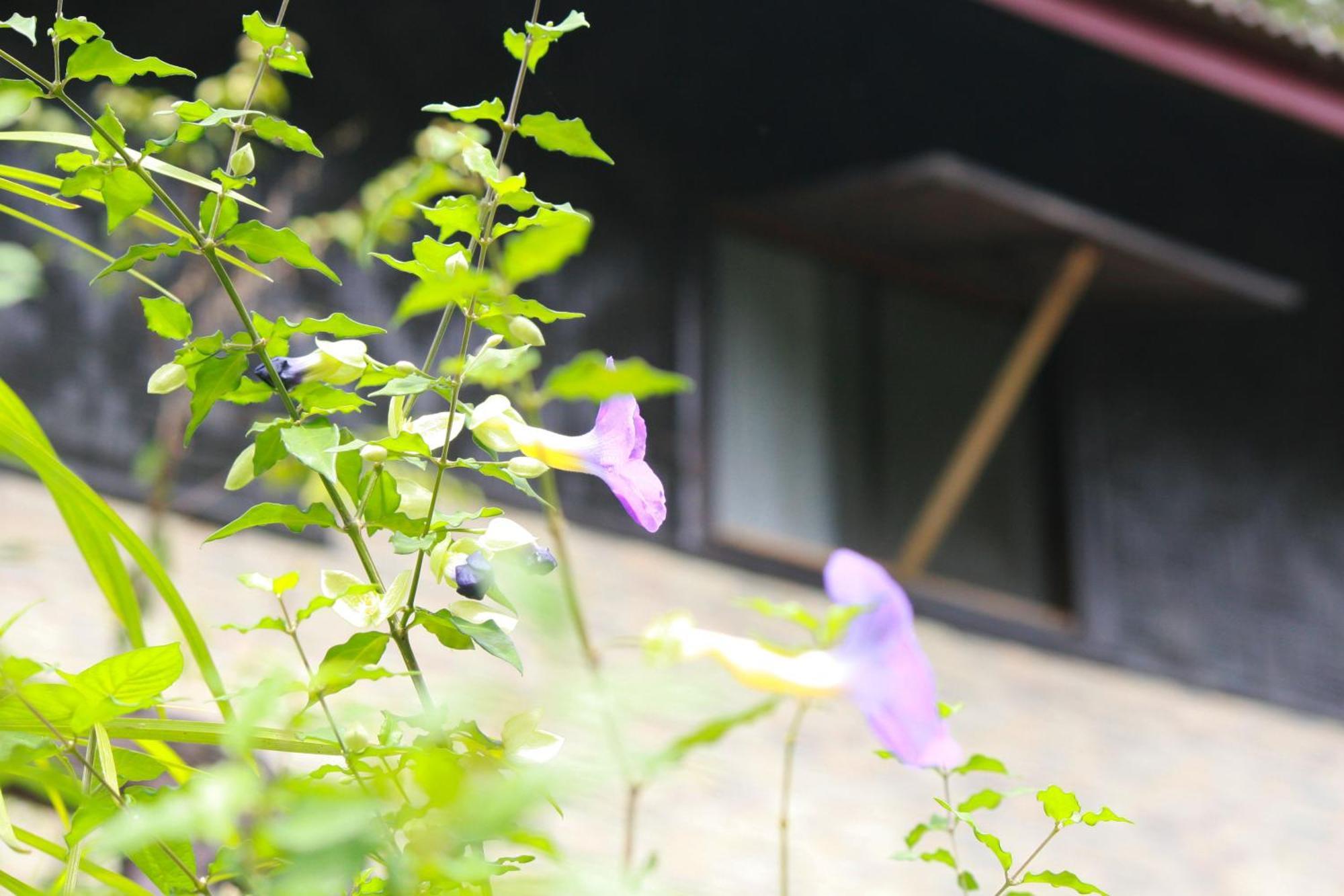 Khao Sok Morning Mist Resort Khao Sok National Park Exterior photo