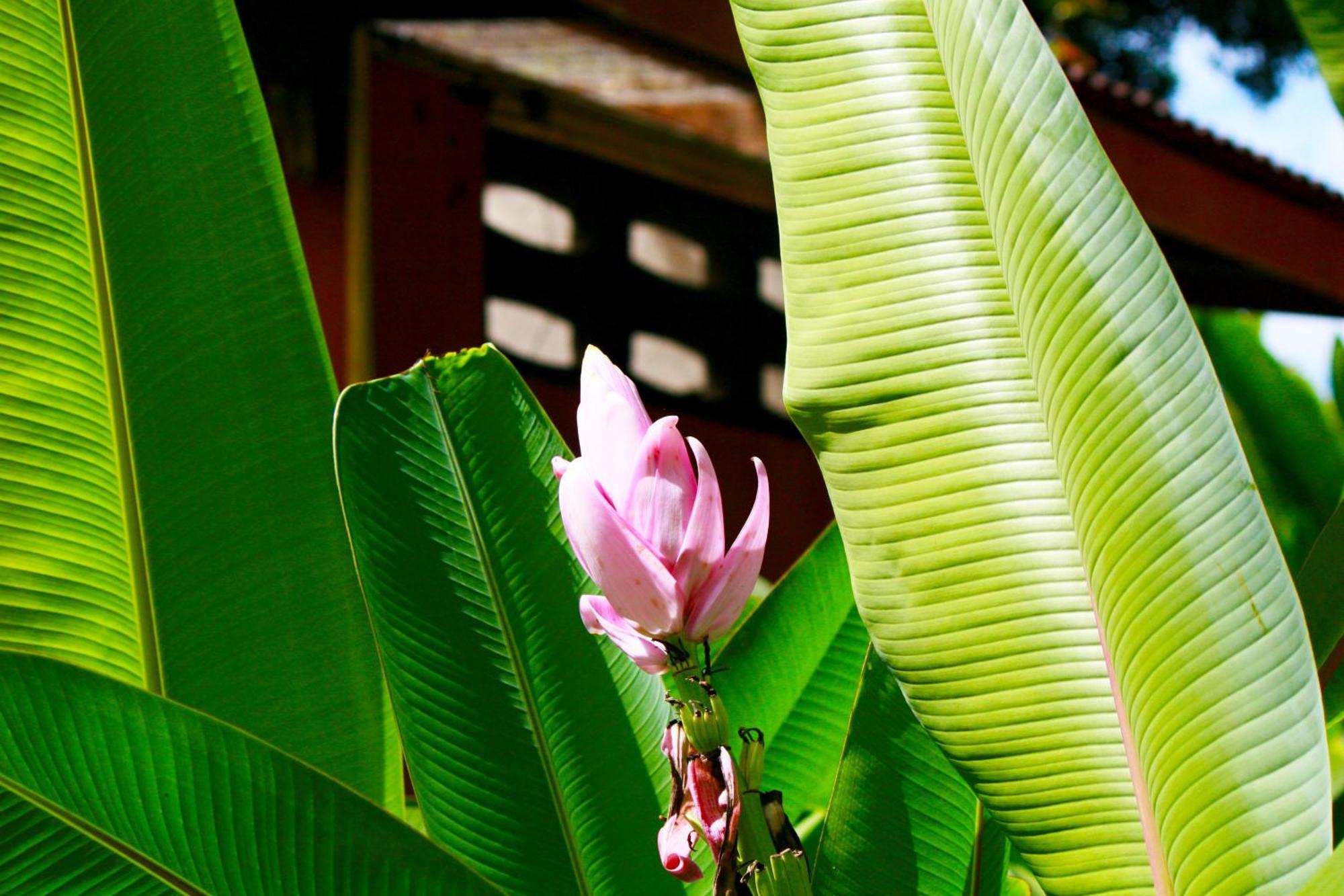 Khao Sok Morning Mist Resort Khao Sok National Park Exterior photo